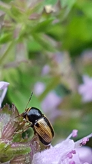 Cryptocephalus pygmaeus