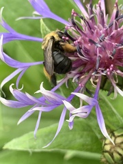 Melissodes desponsus