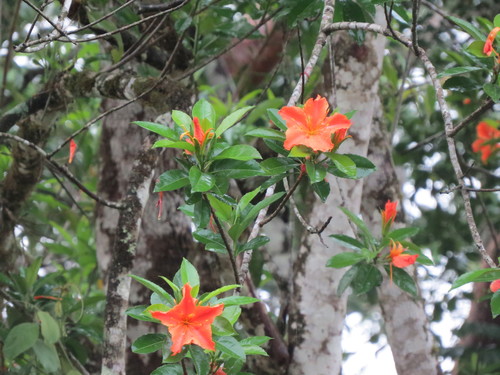 Image of Erblichia odorata by (c) Francisco Emilio Roldán Velasco, some rights reserved (CC BY)