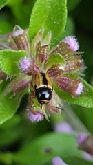 Cryptocephalus pygmaeus