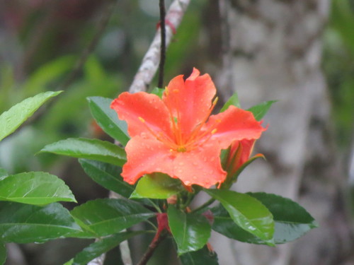 Erblichia (Erblichia odorata)