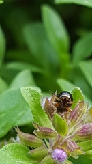 Cryptocephalus pygmaeus