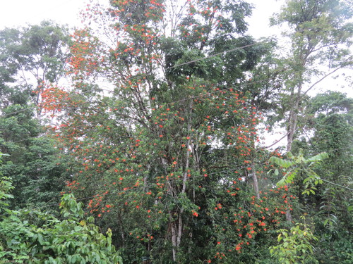 Erblichia odorata