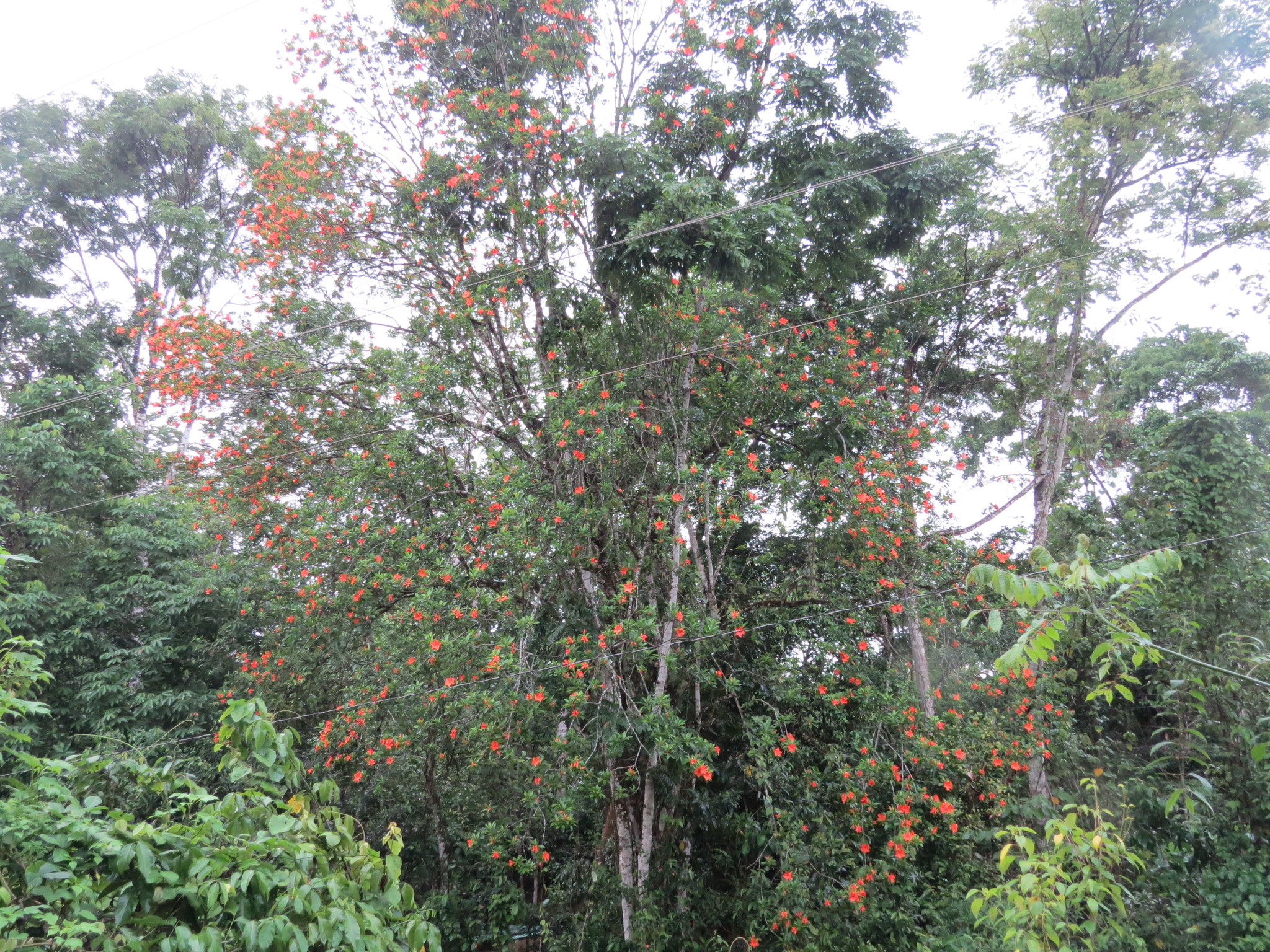 Imagem de Flor-de-maio