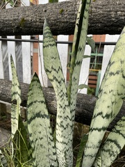 Sansevieria