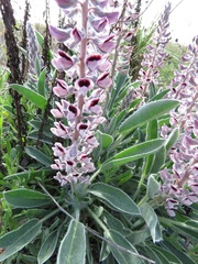 Lupinus villosus