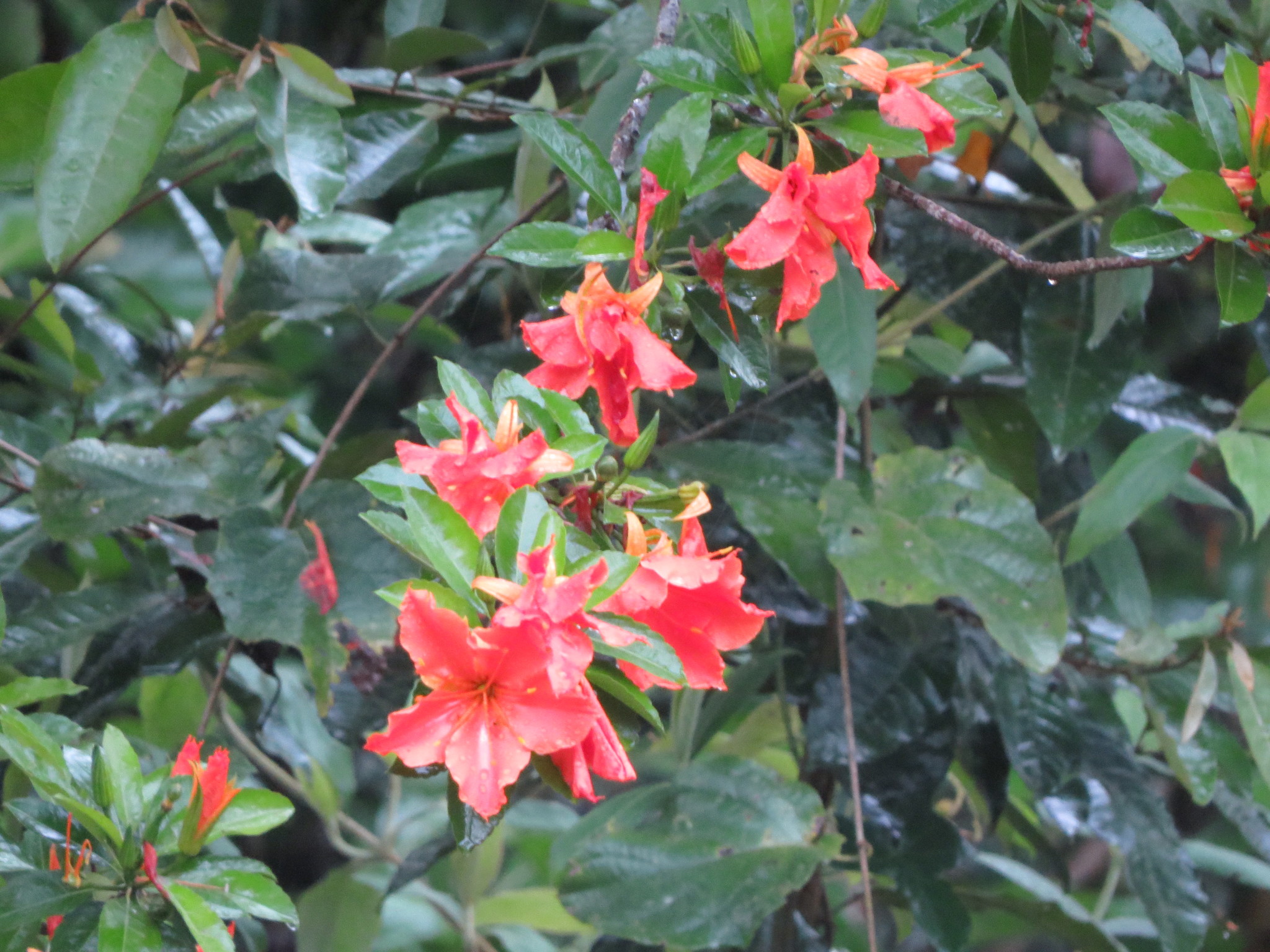 Imagem de Flor-de-maio