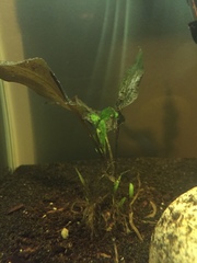 Cryptocoryne wendtii