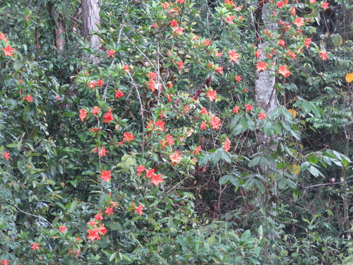 Erblichia odorata, photograph 2