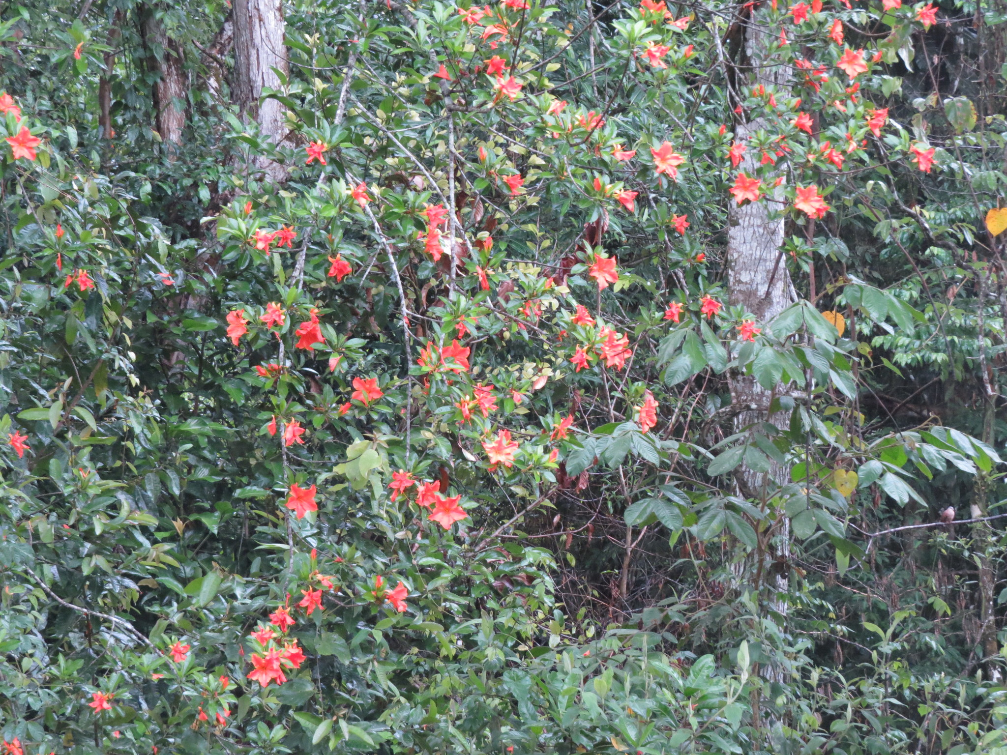 Imagem de Flor-de-maio