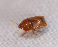 Amnestus pusillus