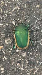 Cotinis mutabilis