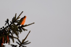 Falco tinnunculus