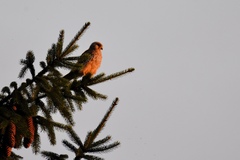 Falco tinnunculus