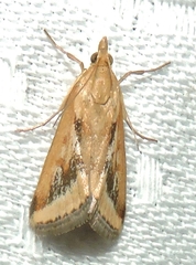 Achyra massalis