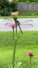 Libellula axilena