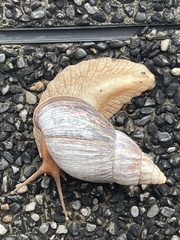 Lissachatina immaculata