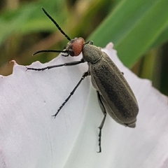 Epicauta atrata