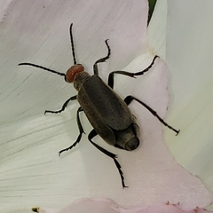 Epicauta atrata