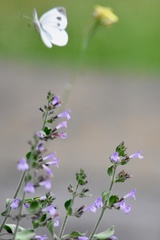 Lepidoptera