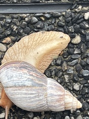 Lissachatina immaculata