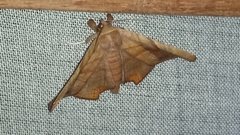 Episparis tortuosalis