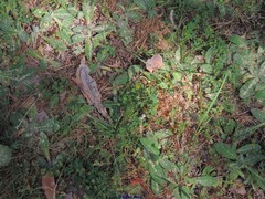Trifolium dubium