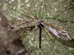 Leptotarsus binotatus