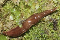 Australopacifica spectabilis