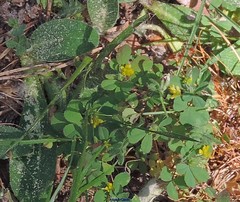 Trifolium dubium
