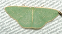 Chlorocoma melocrossa