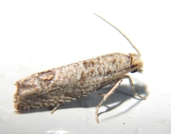 Pelochrista consobrinana