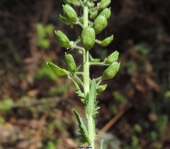 Lepidium heterophyllum