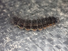 Vanessa itea