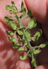 Lepidium heterophyllum