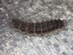 Vanessa itea