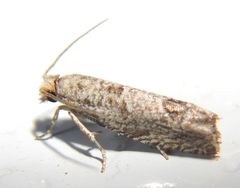 Pelochrista consobrinana