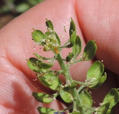 Lepidium heterophyllum