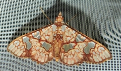 Glyphodes canthusalis