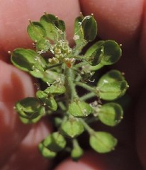 Lepidium heterophyllum