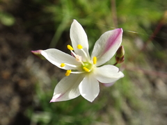 Phemeranthus palmeri