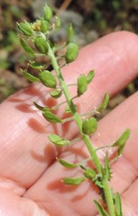 Lepidium heterophyllum
