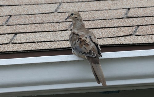 photo of Mourning Dove (Zenaida macroura)