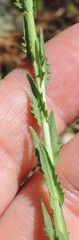 Lepidium heterophyllum