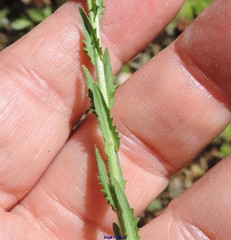 Lepidium heterophyllum