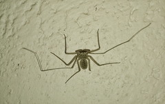 Acanthophrynus coronatus