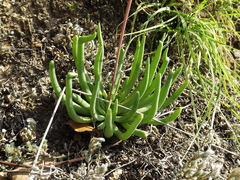 Phemeranthus palmeri