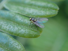 Liriomyza clianthi