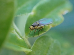 Liriomyza clianthi