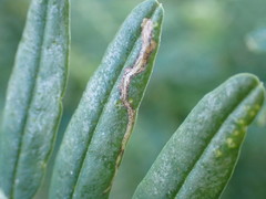 Liriomyza clianthi